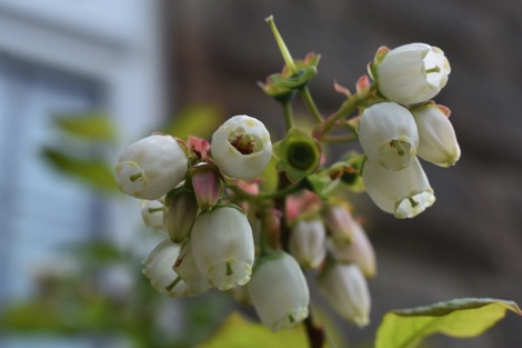 Blueberry blossoms